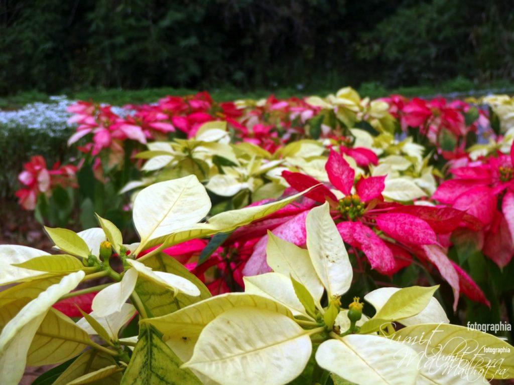 Poinsettias at star bugs cafe