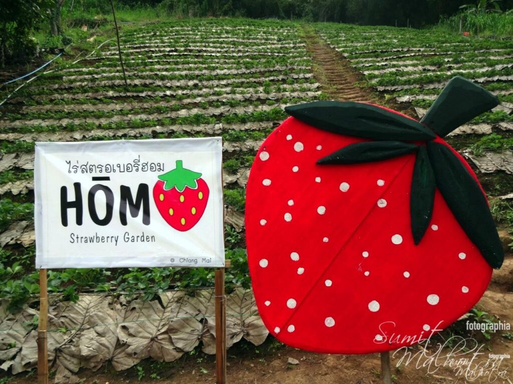 Hom Strawberry Garden, Around Karma Royal Bella Vista, Chiang Mai