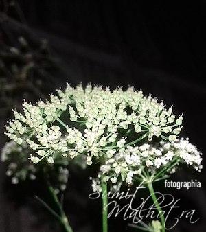 Health Benefits of Carom Seeds or Ajwain | Really Magical 2 Ajwain or Carom Seeds Flower (Trachyspermum ammi)