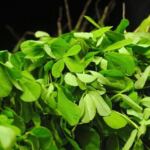 All about fenugreek & fenugreek seeds | know your spice methi (trigonella foenum-graecum) Methi or fenugreek leaves - how to make kasoori methi
