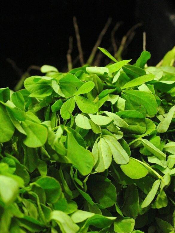 Methi or fenugreek leaves - how to make kasoori methi