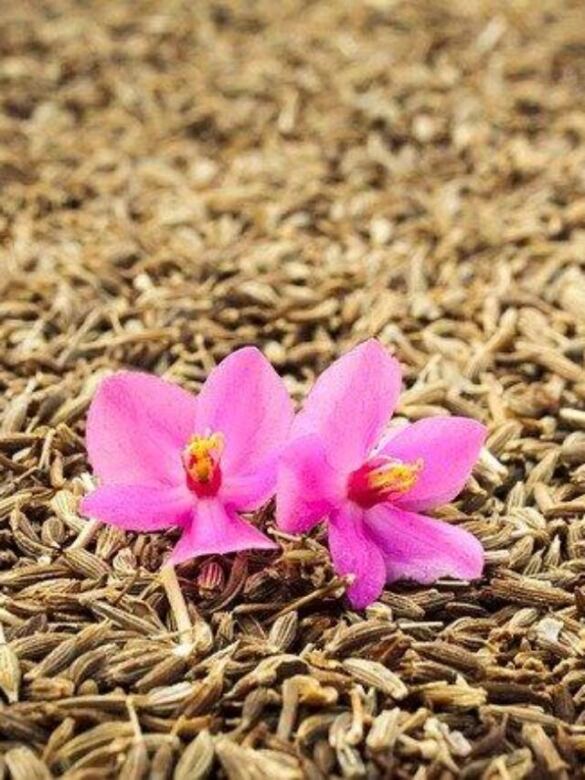 Cumin seeds for immunity