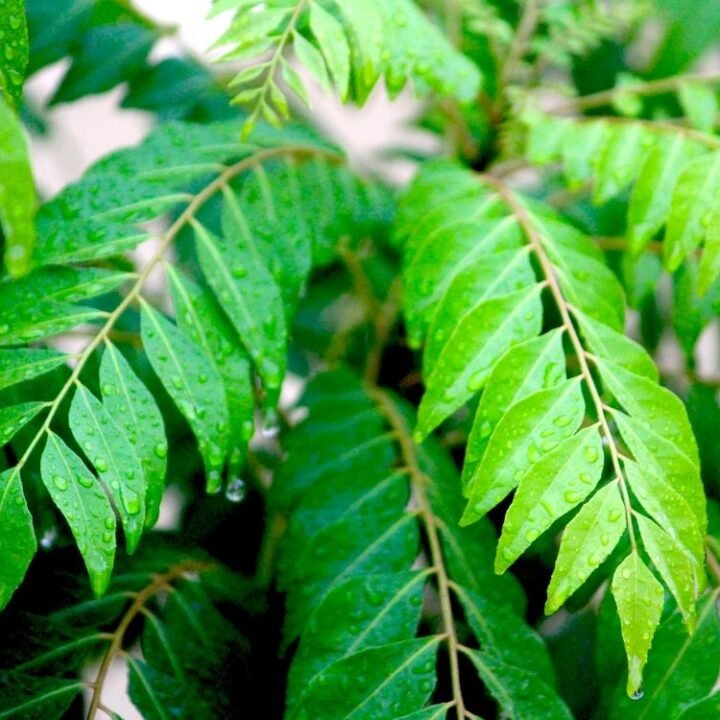 All About Curry Leaves Know Your Fine Spice Kari Patta all-about-curry-leaves-know-your-fine-spice-kari-patta
