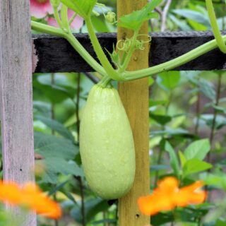 Health benefits of lauki or health benefits of bottle gourd