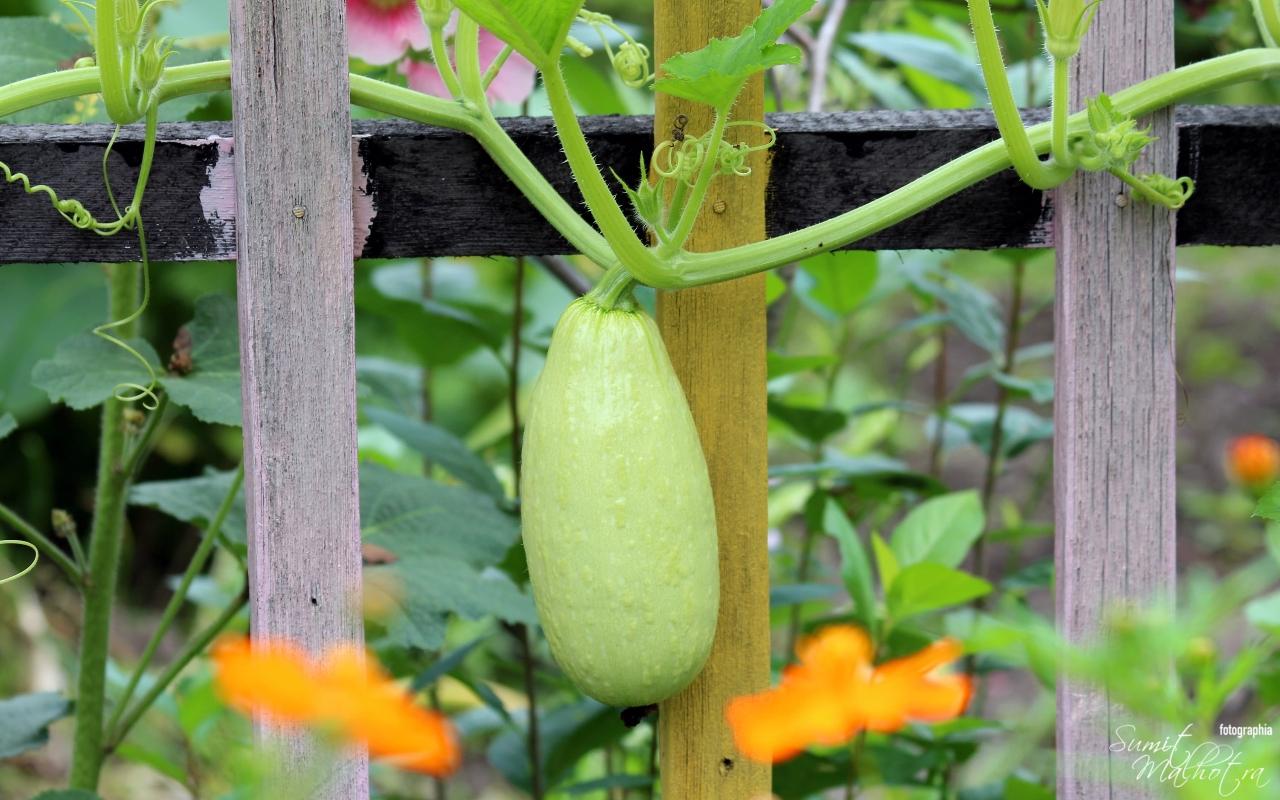 Health Benefits of Lauki or Health Benefits of Bottle Gourd