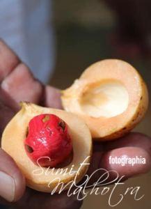 Health Benefits of Nutmeg | Jaiphal ke Fayde 2 Fresh Nutmeg Fruit or Jaiphal