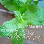 Mint Leaves or Pudina | Health Benefits of Mint Leaves