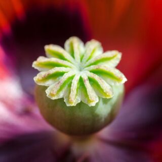 Poppy flower with green seeds box | Health Benefits of Poppy Seeds