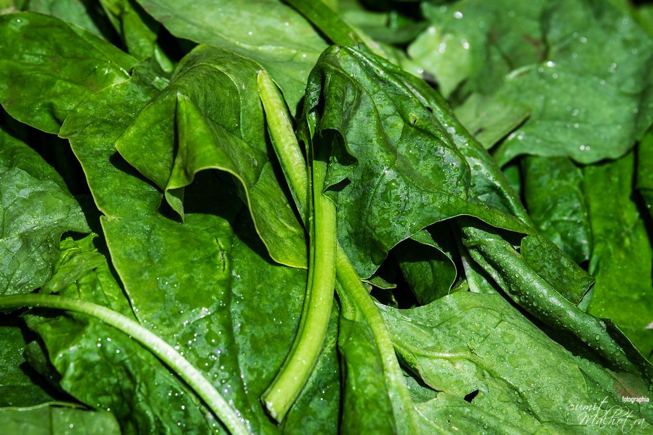 Spinach Leaves for Spinach Sauce or Spinach Gravy