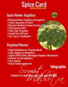 Spice Card - All About Angelica aka Dudhachoraa (Angelica archangelica)