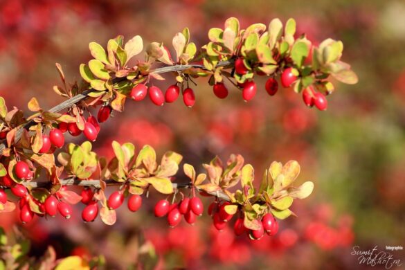 All About Barberry or Zereshk | Know Your Spice Barberry (Berberis vulgaris)