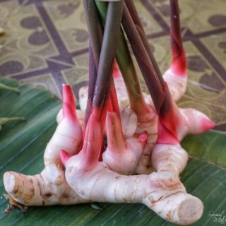 All about galangal | know your spice greater galanga (alpinia galanga)