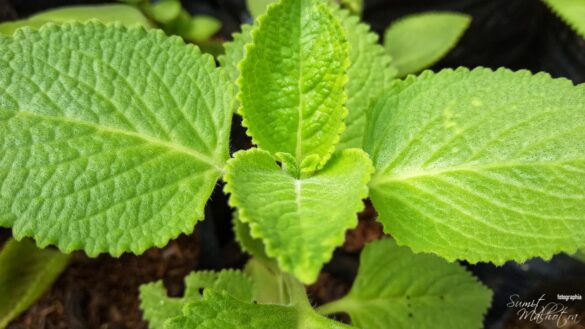 All about mint | know your spice pudina (mentha piperita)