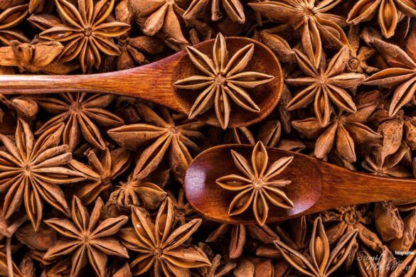 All About Star Anise | Know Your Spice Star Anise or Chakra Phool (Illicium verum)