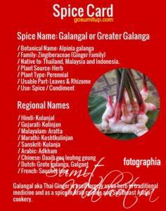 Spice card - all about galangal | know your spice greater galanga (alpinia galanga)