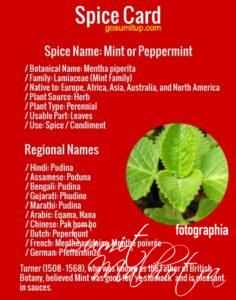 Spice Card - All About Mint | Know Your Spice Pudina (Mentha piperita)