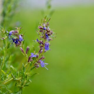 All about hyssop | know your spice jupha (hyssopus officinalis)