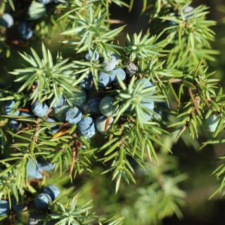 All about juniper berry | know your spice aaraar (juniperus communis)