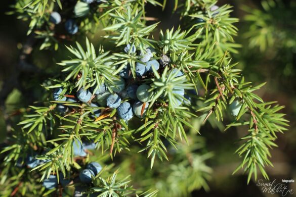 All about juniper berry | know your spice aaraar (juniperus communis)