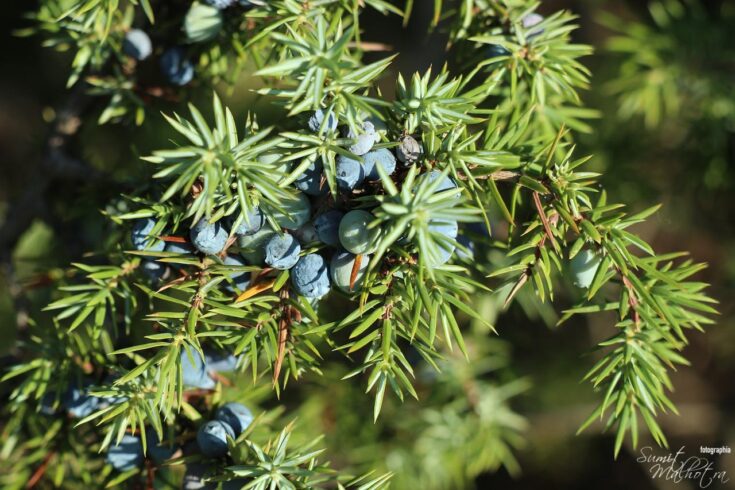 All about juniper berry | know your spice aaraar (juniperus communis) All about juniper berry | know your spice aaraar (juniperus communis)