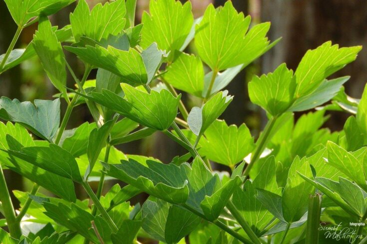 All about lovage know your spice lovage levisticum officinale
