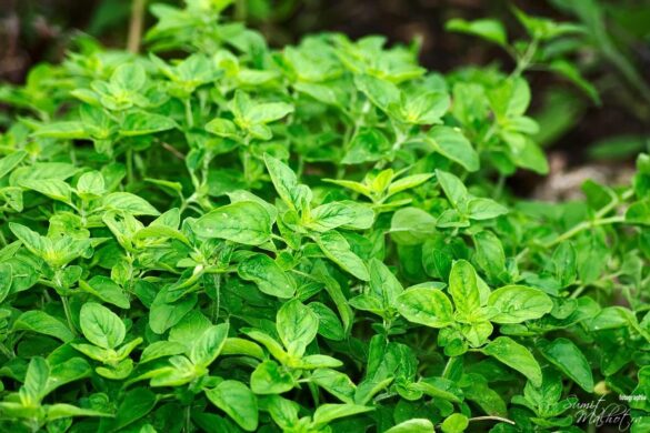 All about oregano | know your spice sathra or ajwain ki patti (origanum vulgare)
