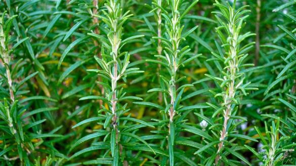 All about rosemary | know your spice rusmari (rosmarinus officinalis)