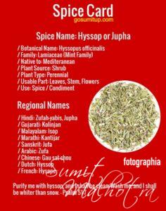 Spice card - all about hyssop | know your spice jupha (hyssopus officinalis)