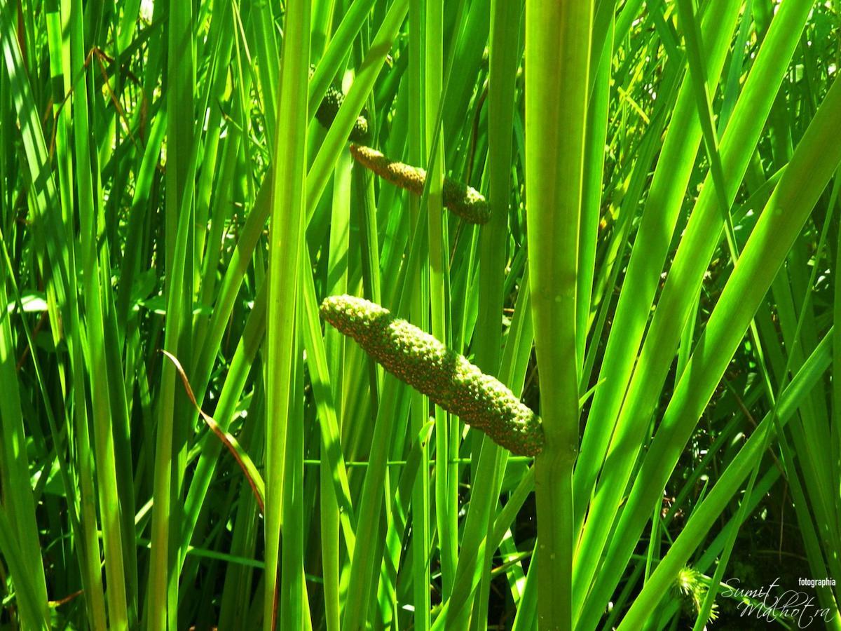 All About Sweet Flag | Know Your Spice Gorabach (Acorus calamus)