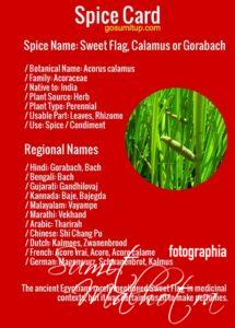 Spice card - all about sweet flag | know your spice gorabach (acorus calamus)