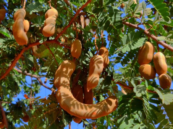All About Tamarind | Know Your Spice Imli (Tamarindus indica L.)