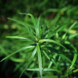 All about tarragon | know your spice naagadauna (artemisia dracunculus)