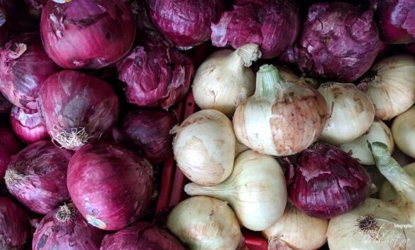 All about onions | know your vegetable & spice pyaz (allium cepa l)