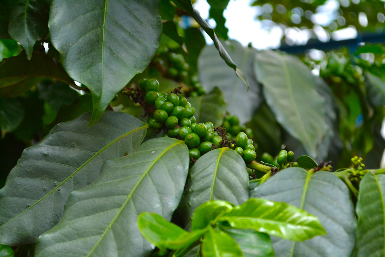 Coffea canephora | coffee robusta tree