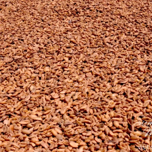 Coffee liberica | liberian coffee - kafeng barako All about coffee liberica | liberian coffee - kafeng barako