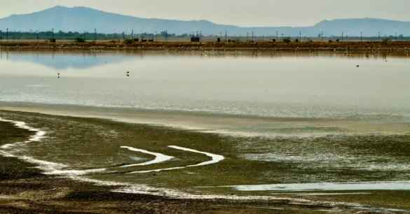 Sambhar lake, rajasthan