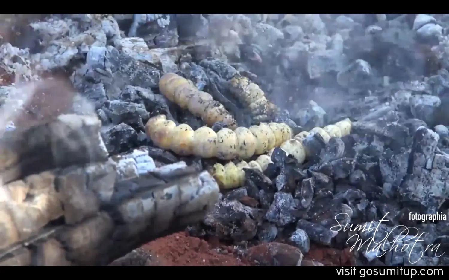 Crispy witchetty grub