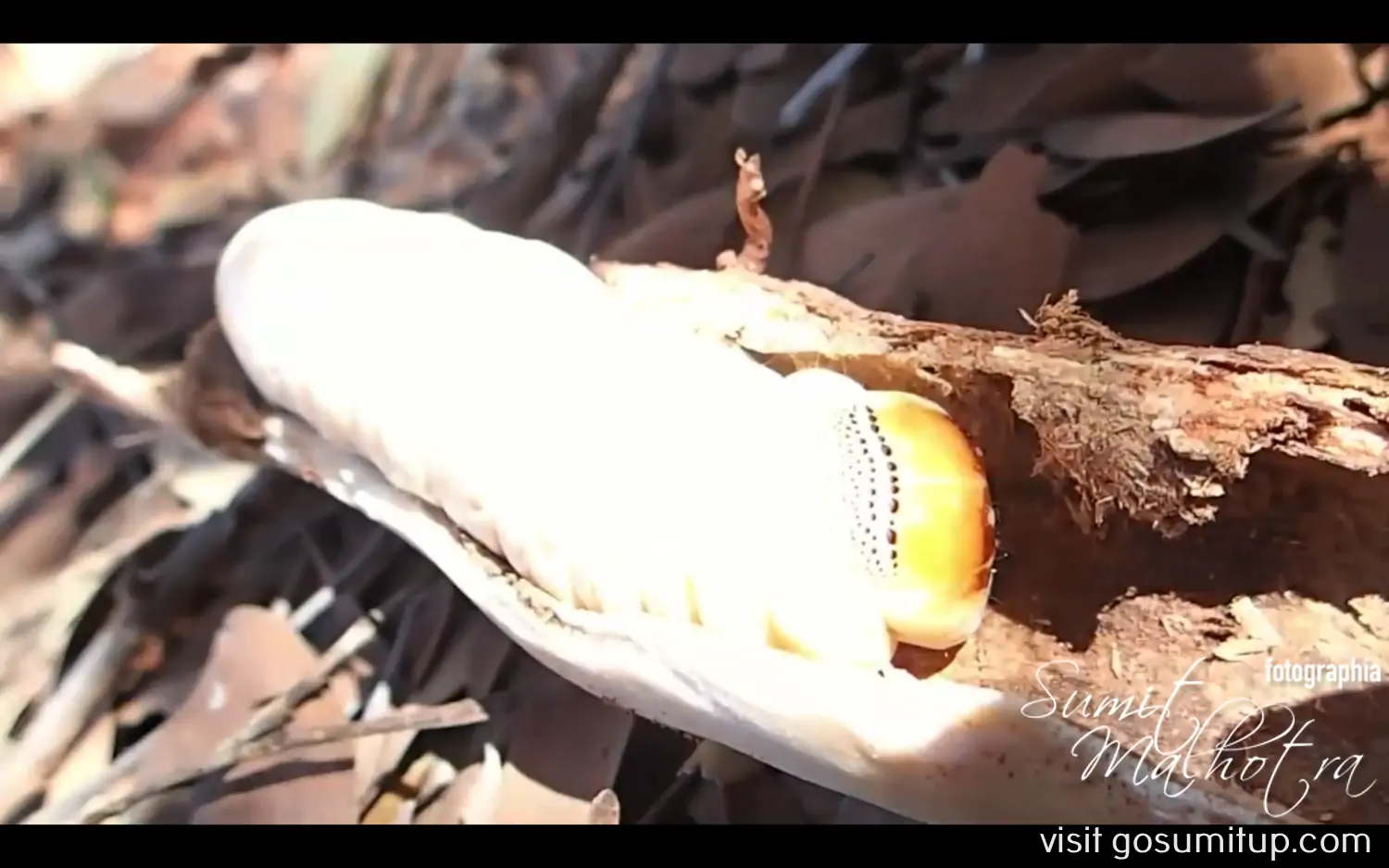 Witchetty grub in the wood