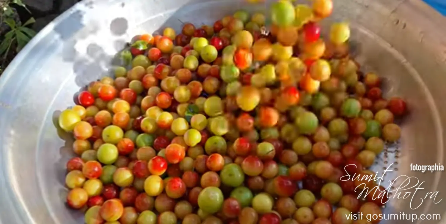 Gather & wash plums