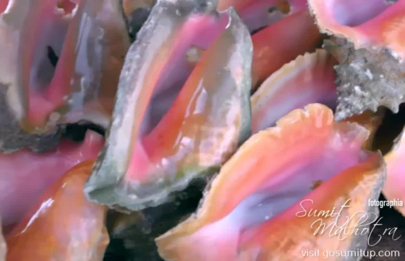 Freshly sourced conch for making conch salad